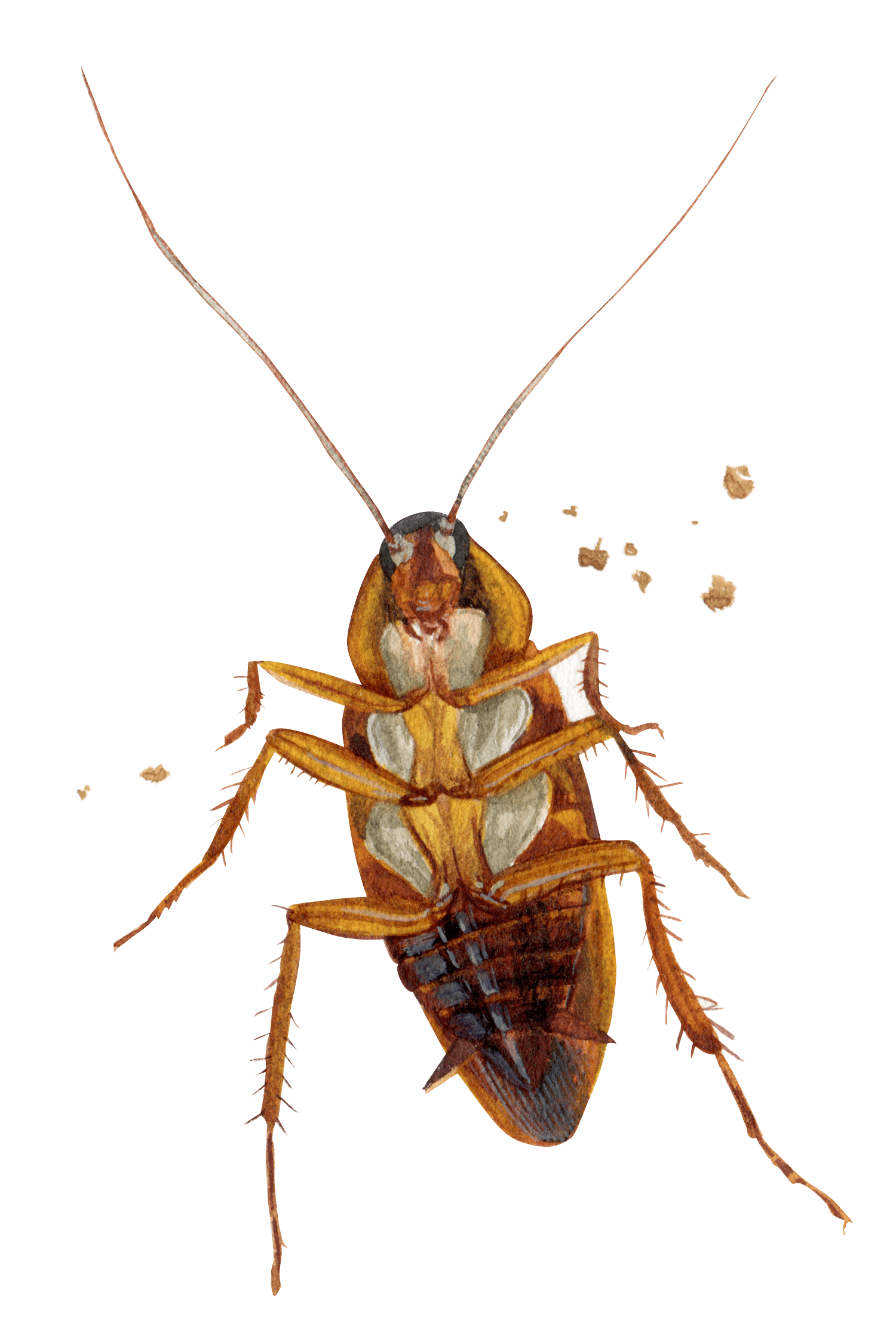 Karaluch od spodu